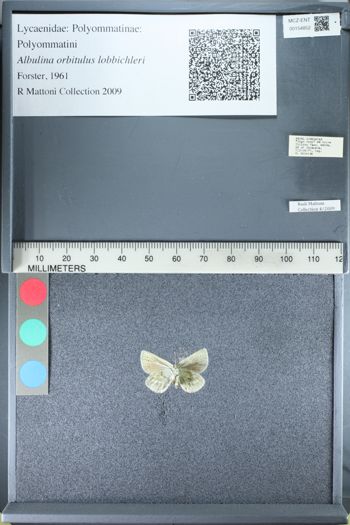 Media type: image;   Entomology 154852